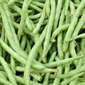 Live Green Bean Plant, Bean Bush Plants, 3-5 Inches Tall