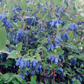 Haskap Berry Plant Edible Honeysuckle Blue Haskap Fruit Tree, 4-6 Inch Honeyberry Plant for Gardening
