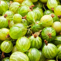 Sweet Gooseberry Plant, 5-7" Live Gooseberry Starter Plant in Soil, No Pot - Edible Berry Fruit Shrub, Cold Hardy Outdoor Garden Plant