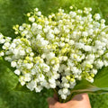 10 White Lily of The Valley Bulbs Rhizomes Roots, May Lilies Easy to Grow for Early Bloom, Cold Hardy, Bouquet and Home Décor