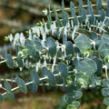 Baby Blue Eucalyptus Plant in 2.5 Inch Pot, Fragrant Silver-Blue Foliage Eucalyptus Tree Starter, Indoor and Garden Growing