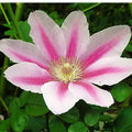 Clematis Vine Plant Live for Planting, Clematis Plants Live, 4 to 6 Inch Tall, 2.5 Inc Pot Well Rooted, Clematis Seeds Perennial, Pink Clematis