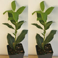 Bay Leaf Plant Live, Bay Laurel Tree Live Plants, 1 Year Old, 4" Pot, Sweet Bay Laurus Nobilis Live Plant for Planting Indoor Outdoor Garden