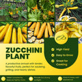 2 Yellow Zucchini Plants Live for Planting, Squash Plants Live for Planting, 4 to 6 Inches Tall