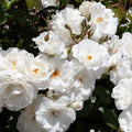 Fragrant Rose Plant Live in Pot, Reblooming Roses Bush for Outdoor Garden (White Rose)