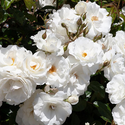 Fragrant Rose Plant Live in Pot, Reblooming Roses Bush for Outdoor Garden (White Rose)