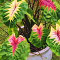 2 Pink Green Colocasia Live Plants, Alocasia Elephant Ear Live Plant for Growing, 4-6" Tall, Cold Hardy, Indoor Outdoor Planting