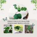 Stephania Cephalantha Caudex Plant Live, Rare Succulent Houseplant Indoor, 2-2.5 Inch Wide Caudex for Potting and Home Decoration