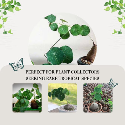 Stephania Cephalantha Caudex Plant Live, Rare Succulent Houseplant Indoor, 2-2.5 Inch Wide Caudex for Potting and Home Decoration