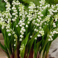 5 Fragrant Lily of The Valley Flower Rhizomes Roots, May Lilies Live Plant Roots, Easy to Grow for Early Bloom, Cold Hardy, Bouquet and Home Décor