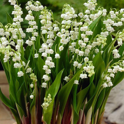 5 Fragrant Lily of The Valley Flower Rhizomes Roots, May Lilies Live Plant Roots, Easy to Grow for Early Bloom, Cold Hardy, Bouquet and Home Décor