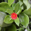 Red Aptenia Plant Live in 2'' Pot, Red Ice Plant Well Rooted 2-5'' Tall, 2 Plants Per Pot, Ready to Grow Outdoor