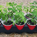 2 Moringa Trees Live Plants, Malunggay Drumstick Horseradish Tree, Moringa Oleifera 6"-8" Tall for Planting