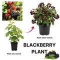 Chester Thornless BlackBerry Live Plant, 5-8" Tall, Hardy BlackBerry Bush, Sweet BlackBerry Fruit Plants Live for Planting in Garden, No Pot