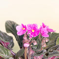 Pink African Violet Plant Live, Pink Violet Flower, 3-5 Inches Tall