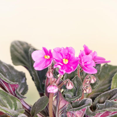 Pink African Violet Plant Live, Pink Violet Flower, 3-5 Inches Tall