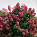White to Pink Hydrangea Bush Plant Tree Live Shrub, 5-12" Starter Plant Hydrange Tree Plants, Dormant No Leaf in Winter, Cold Hardy Temperate