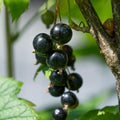 Black Currant Bush Live Plant Well Rooted 5-9 Inc Tall, Black Currant Berry Plant Live, Currant Tree, 1 Year Bare Root