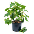 Cucumber Plants Live, 2 PPP Cucumber Vine Plants, 4-7 Inches Tall in 4" Pot