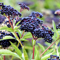 2 American Elderberry Plants Live for Planting, Black Elderberry Bush Live Plant 6 to 12 Inc Height, Bareroots