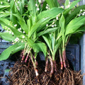 5 Lily of The Valley Bulbs, White Lilies of The Valley Flower Plants Bare Roots for Planting Outdoor Indoor Garden
