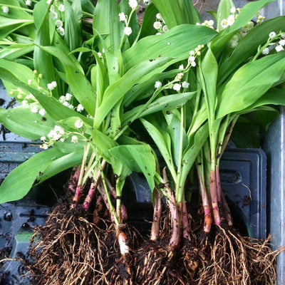 5 Lily of The Valley Bulbs, White Lilies of The Valley Flower Plants Bare Roots for Planting Outdoor Indoor Garden