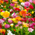Set 50 Ranunculus Bulbs for Planting, Ranunculus Corms Bulk, Butterfly Ranunculus Flowers Bulbs Spring Fall, Peony Buttercup Ranunculus