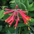 Honeysuckle Live Plant, Fragrant Honeysuckle Vines, Perennial Lonicera Bush for Outdoor Garden 3-6 Inches (Red)