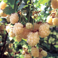 Snow BlackBerry Plant Live for Planting 5 to 9 Inch Tall, Thornless BlackBerry Bush Live Plant to Grow