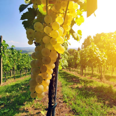 Golden Yellow Grape Vine Live Plant 1-2 Year Old, Sweet Grape Plant Live for Growing, Grape Fruit Well Rooted Plant