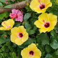 Tropical Hibiscus Plants Live Well-Rooted, Yellow Red Flowers Hibiscus Tree Live Plant for Outdoor Full Sun Spring Planting, 5-9" in Tall, Perennial Growing