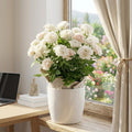 White Mini Rose Plant Live, Miniature Rose Bush in 3.5" Pot, Spring Blooming Mini Rose, 4–5" Tall, Indoor Outdoor Flowering Plant for Home Garden