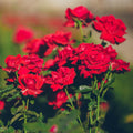 Ornamental Rose Live Plant, Everblooming Roses Flowers, in Pot, Indoor Outdoor Home Garden (Red Miniature Rose)