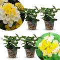 2 Lemon Yellow Lantana Plants Live Trees, Ready to Bloom, Hardy Long Blooming Seasons, Vibrant Colorful Perennial Fragrant, 5-10" in Tall, Full Sun Growing