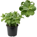 Live Mojito Mint Herb Plant, Perennial Mint Plant, Fragrant Mints, 5-7 Inches Tall for Indoor or Outdoor Growing