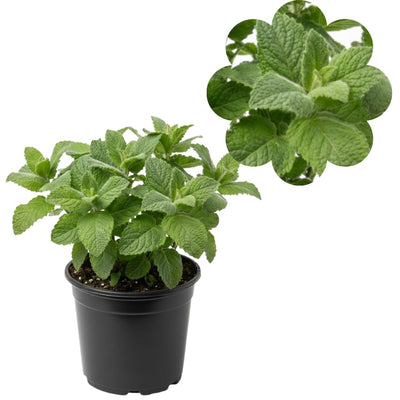Live Mojito Mint Herb Plant, Perennial Mint Plant, Fragrant Mints, 5-7 Inches Tall for Indoor or Outdoor Growing