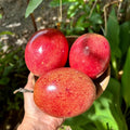 2 High Yield Passion Fruit Plants Live, Red Climbing Passion Vine Tree Live Plant for Outdoor Growing, 5-9" in Tall, Fast Growing Perennial Sweet and Edible Fruits