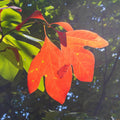 Sassafras Tree, Outdoor Landscape Shrub, 1-2 Ft Tall