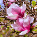 Magnolia Tree Live Plant, Magnolia Flowers Bush, 6-12 Inches Tall, in Pot, Fragrant Magnolia Shrub Ready to Grow (Ann Magnolia)