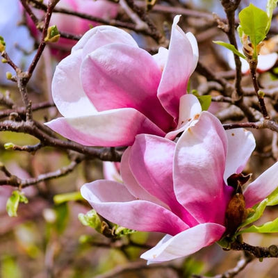 Magnolia Tree Live Plant, Magnolia Flowers Bush, 6-12 Inches Tall, in Pot, Fragrant Magnolia Shrub Ready to Grow (Ann Magnolia)