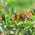 Long Thin Red Pepper Plant Live in 2.5 Inch Pot for Planting Outdoor