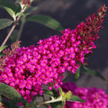 Butterfly Bush Plant, Fragrant Buddleia Shub, Spring-Flowering Butterfly Bush 5-8 Inches (Pink)