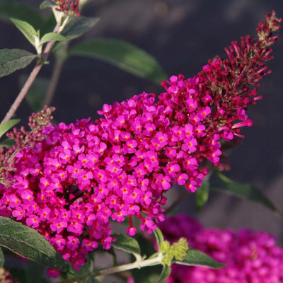 Butterfly Bush Plant, Fragrant Buddleia Shub, Spring-Flowering Butterfly Bush 5-8 Inches (Pink)