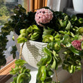 Hindu Rope Plant, Hoya Plant, Starter Plant in 3 Inches Pot, House Plant