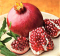 Large Sweet Fruit Pomegranate Tree Live Plant, Well Rooted, 6 to 8 Inc Tall, Delicious Large Sweet Fruit