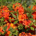 Big 1 Gallon Bright Orange Rhododendron Plants Live, 1-3 Years Old Azalea Plants Live Shrubs Bushes for Planting, Very Well Rooted