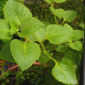 4 Green Cuban Oregano Plants Live, 5 to 7 Inches Tall, Mexican Mint Spanish Thyme Live Plant Well Rooted for Home Garden, Without Pot