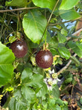 Passion Fruit Plant Live 4-7 Inch, Passionfruit Vine for Outdoor Garden, Tropical Climbing Vine for Trellis, Fence or Backyard Growing (High Yield Passionfruit)