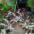 2 Zebrina Wandering Jew Plants Live Houseplants, Rooted Cuttings Tradescantia Live Plant for Décor, Fast-Growing and Easy to Grow, Starter Size