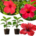 2 Red Hibiscus Plants, 3-5 Inch Tall Starter Plants - Live Hibiscus Flower Plants for Outdoor Garden, Patio, and Container Growing